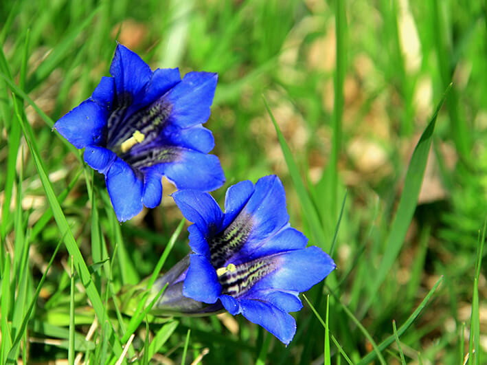 flowers of the triglav national park