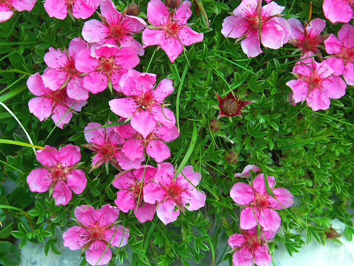 flowers of the triglav national park