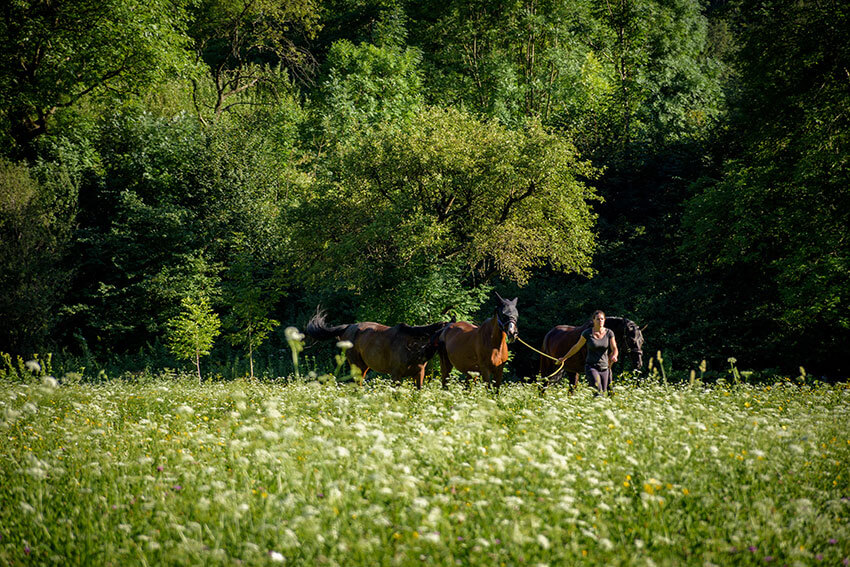 horse riding in the soca valley