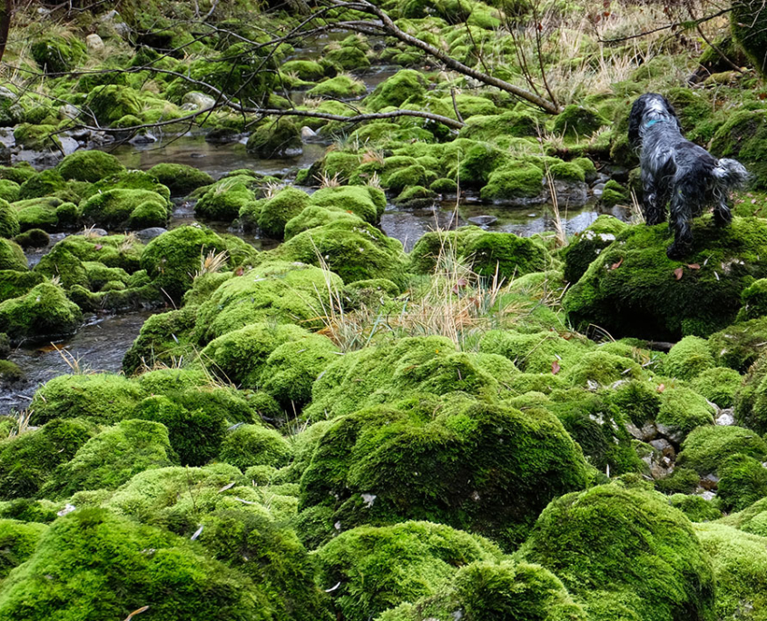 moss covered rocks at Glijun stream